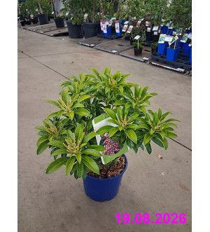 Pieris jap. 'Passion'® C 2 L